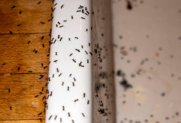 Best Flea Control Services  in Hillsdale, NJ