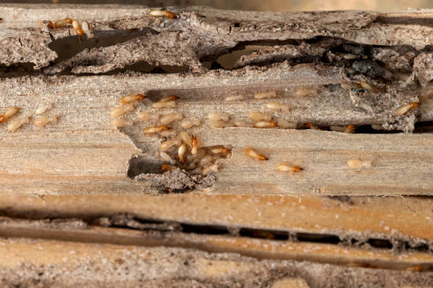 Best Cockroach Control Services  in Hillsdale, NJ