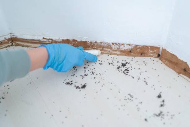 Wasp Removal Services in Hillsdale, NJ
